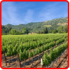Best Bay Area Tours attraction information