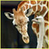 San Francisco Zoo attraction information
