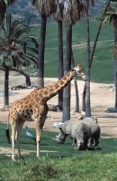 San Diego Zoo Safari Park attraction photo