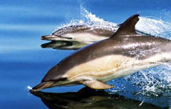 Newport Landing Sportfishing & Whale Watching attraction photo