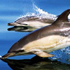 Newport Landing Sportfishing & Whale Watching attraction information