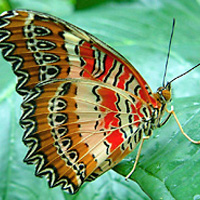 Museum of Life and Science attraction photo