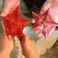 Seymour Marine Discovery Center attraction photo