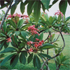 South Texas Botanical Gardens & Nature Center attraction information