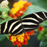 The Butterfly Estates attraction information