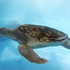 Texas State Aquarium attraction information