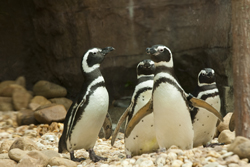 Jacksonville Zoo and Gardens attraction photo