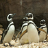 Jacksonville Zoo and Gardens attraction information