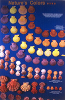 The Bailey-Matthews Shell Museum attraction photo